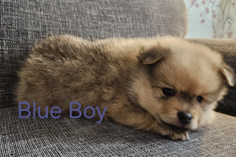Pomeranian