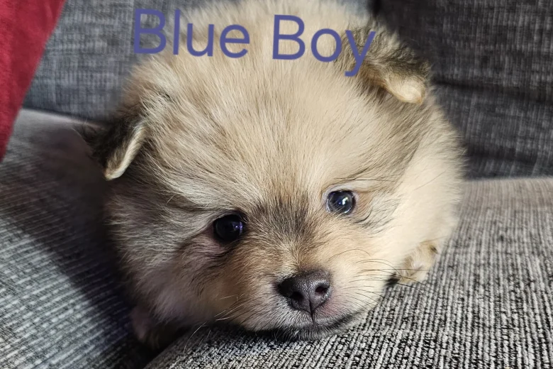 Pomeranian