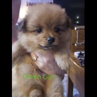 Pomeranian