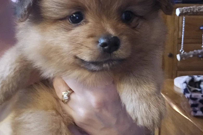 Pomeranian