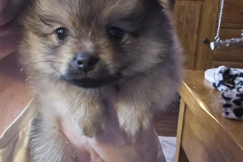 Pomeranian