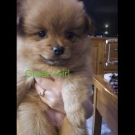 Pomeranian