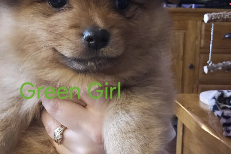 Pomeranian