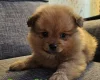 Pomeranian