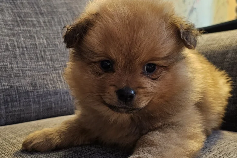 Pomeranian