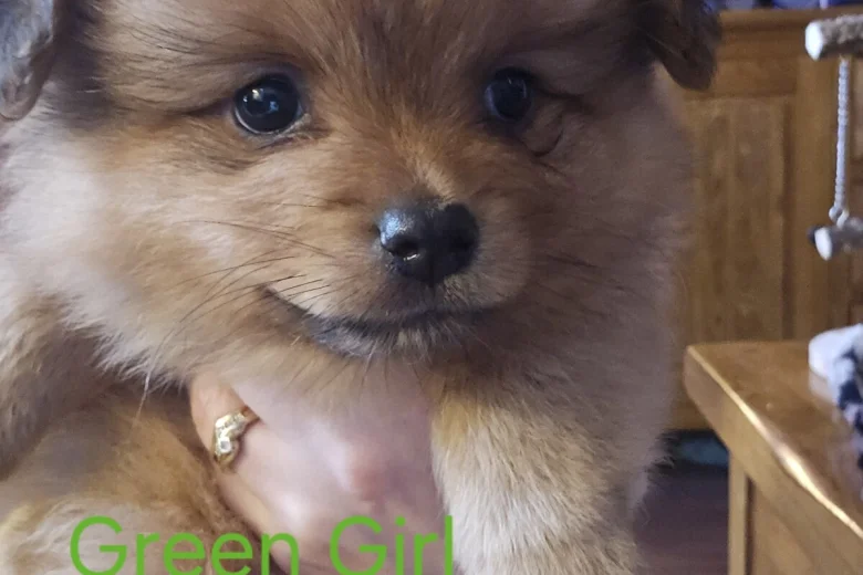 Pomeranian