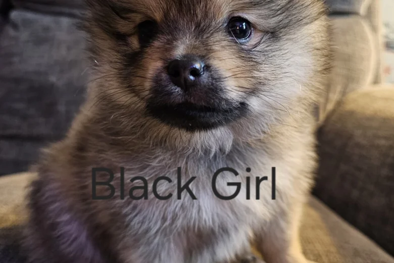 Pomeranian