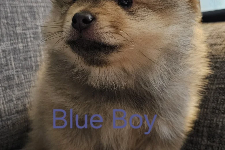 Pomeranian