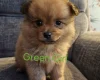 Pomeranian