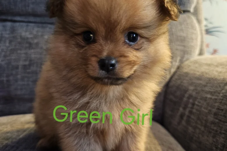 Pomeranian