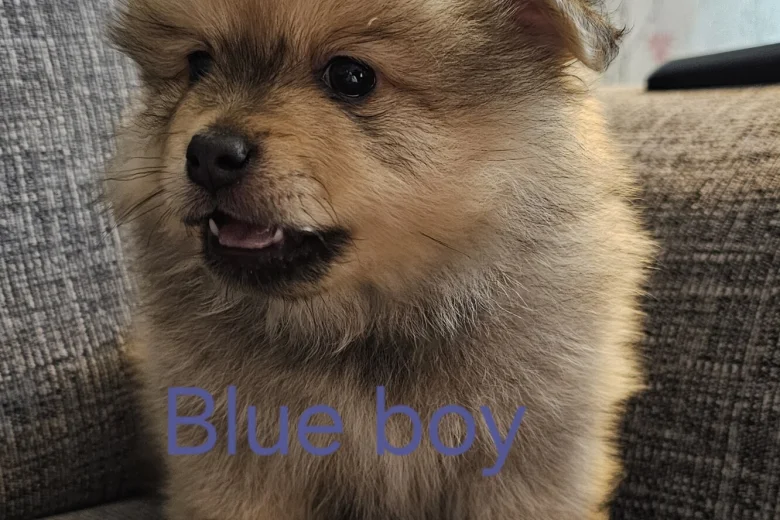 Pomeranian