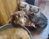 Pomeranian