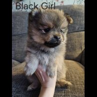 Pomeranian
