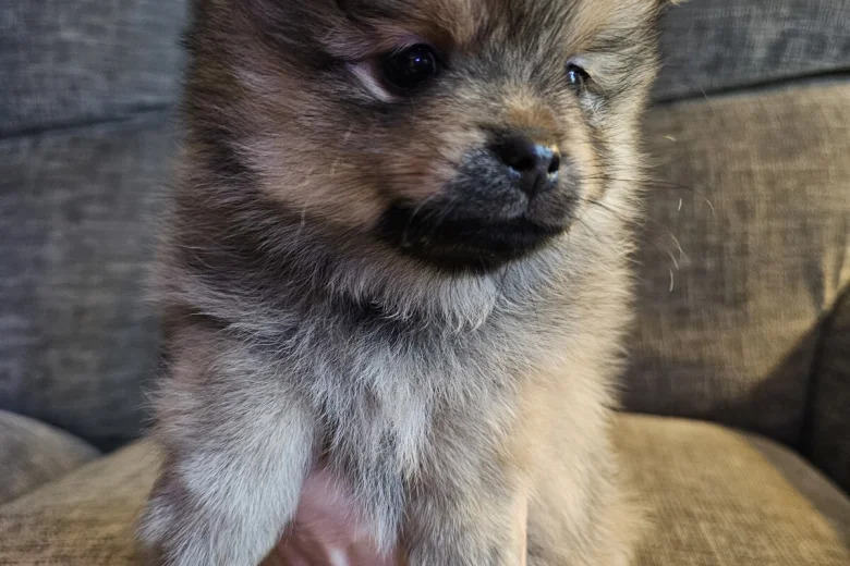 Pomeranian