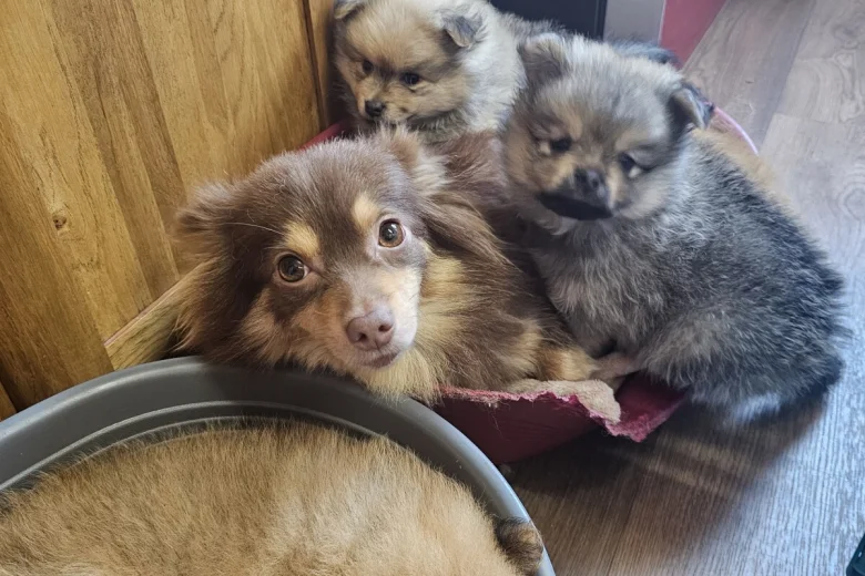 Pomeranian