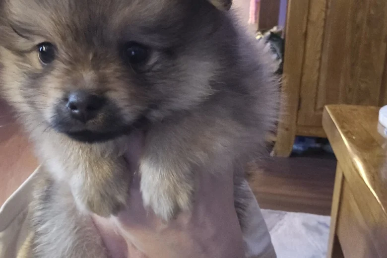 Pomeranian