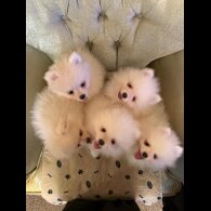 Pomeranian