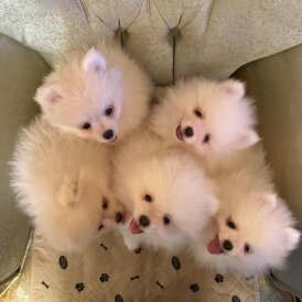 Pomeranian