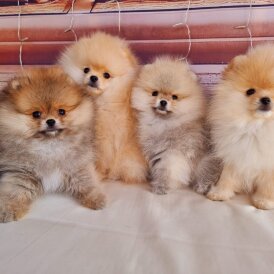 Pomeranian