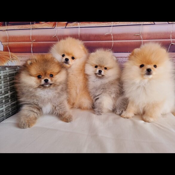 Pomeranian