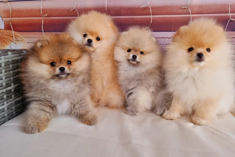Pomeranian