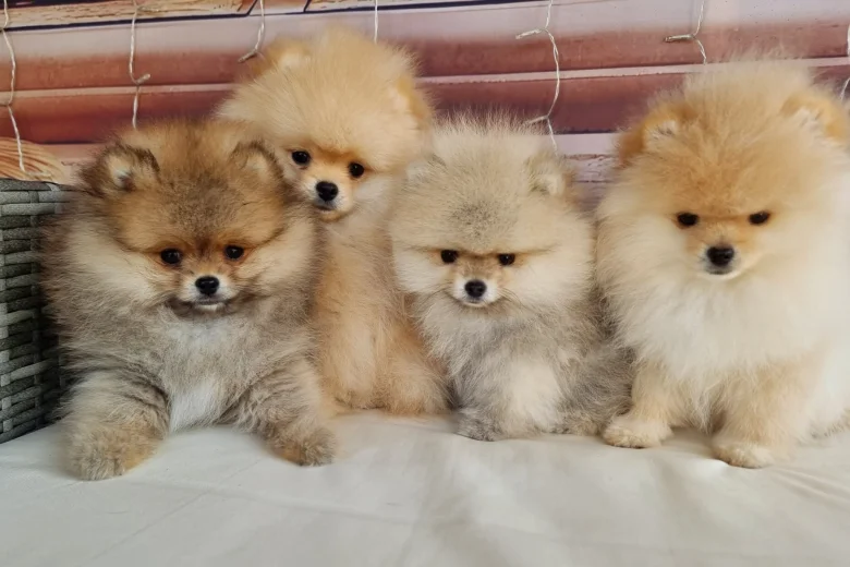 Pomeranian