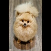 Pomeranian