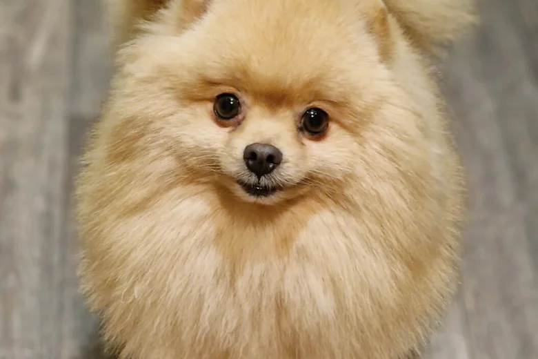 Pomeranian
