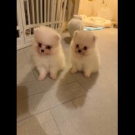 Pomeranian