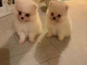 Pomeranian