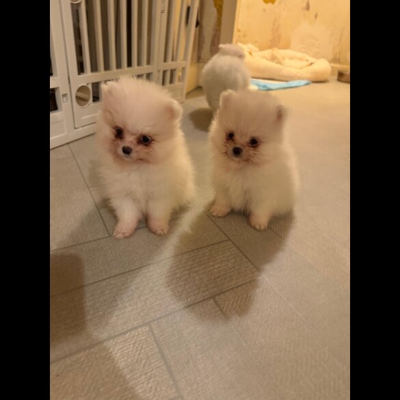 Pomeranian