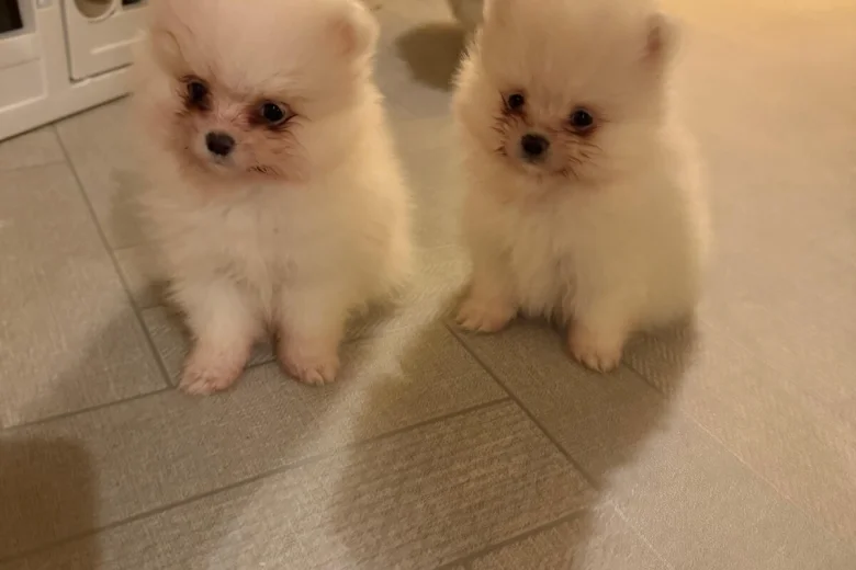 Pomeranian