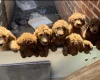 Poodle
