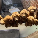 Poodle