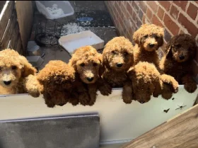 Poodle