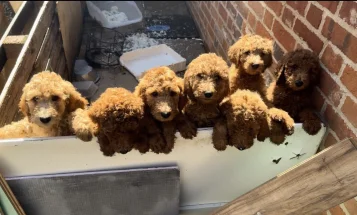 Poodle