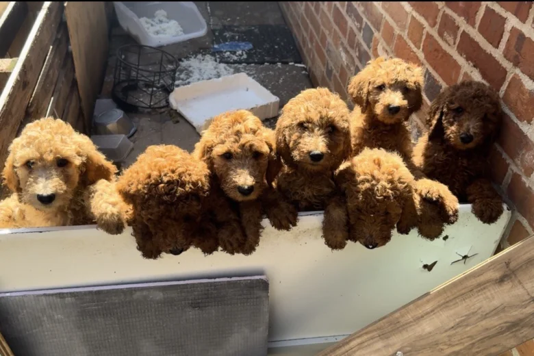 Poodle