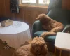 Poodle