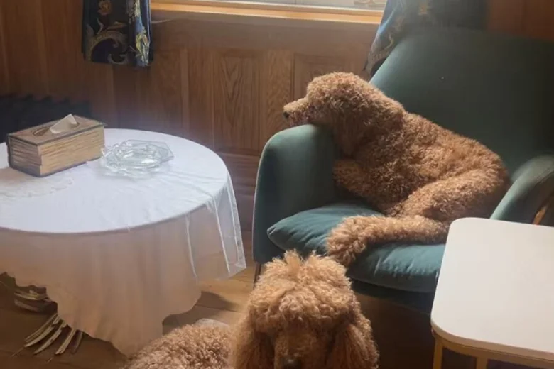 Poodle