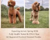 Poodle