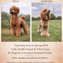 Poodle