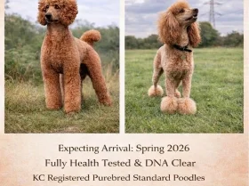Poodle