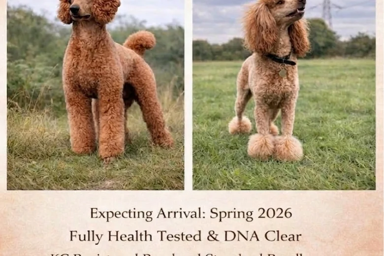 Poodle