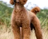 Poodle