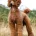 Poodle