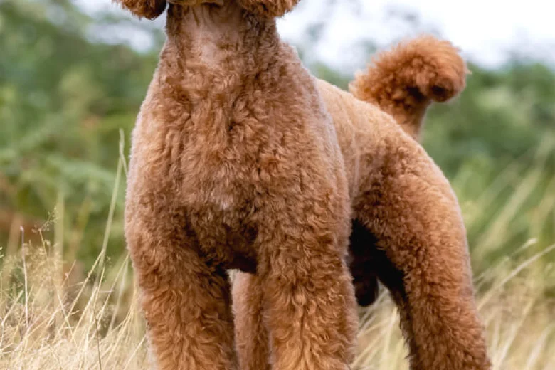 Poodle