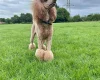 Poodle