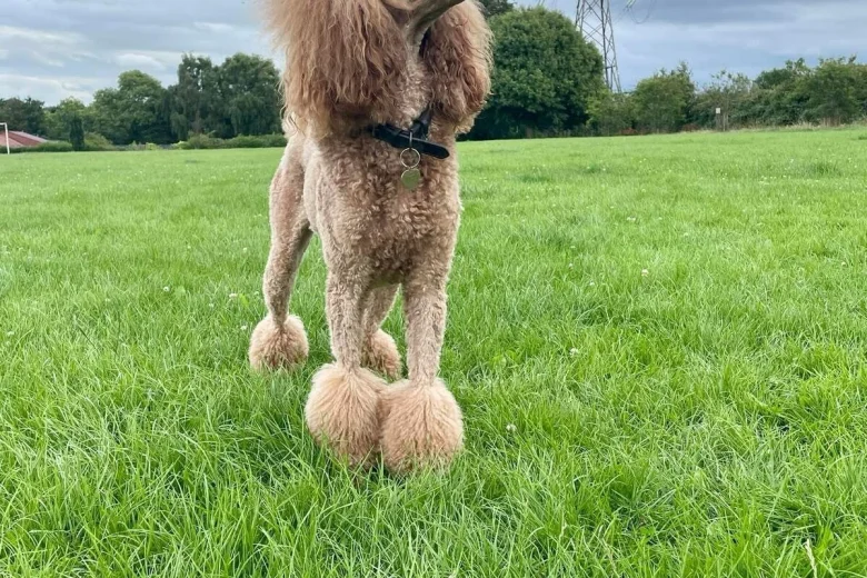 Poodle