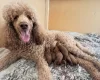 Poodle