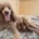 Poodle